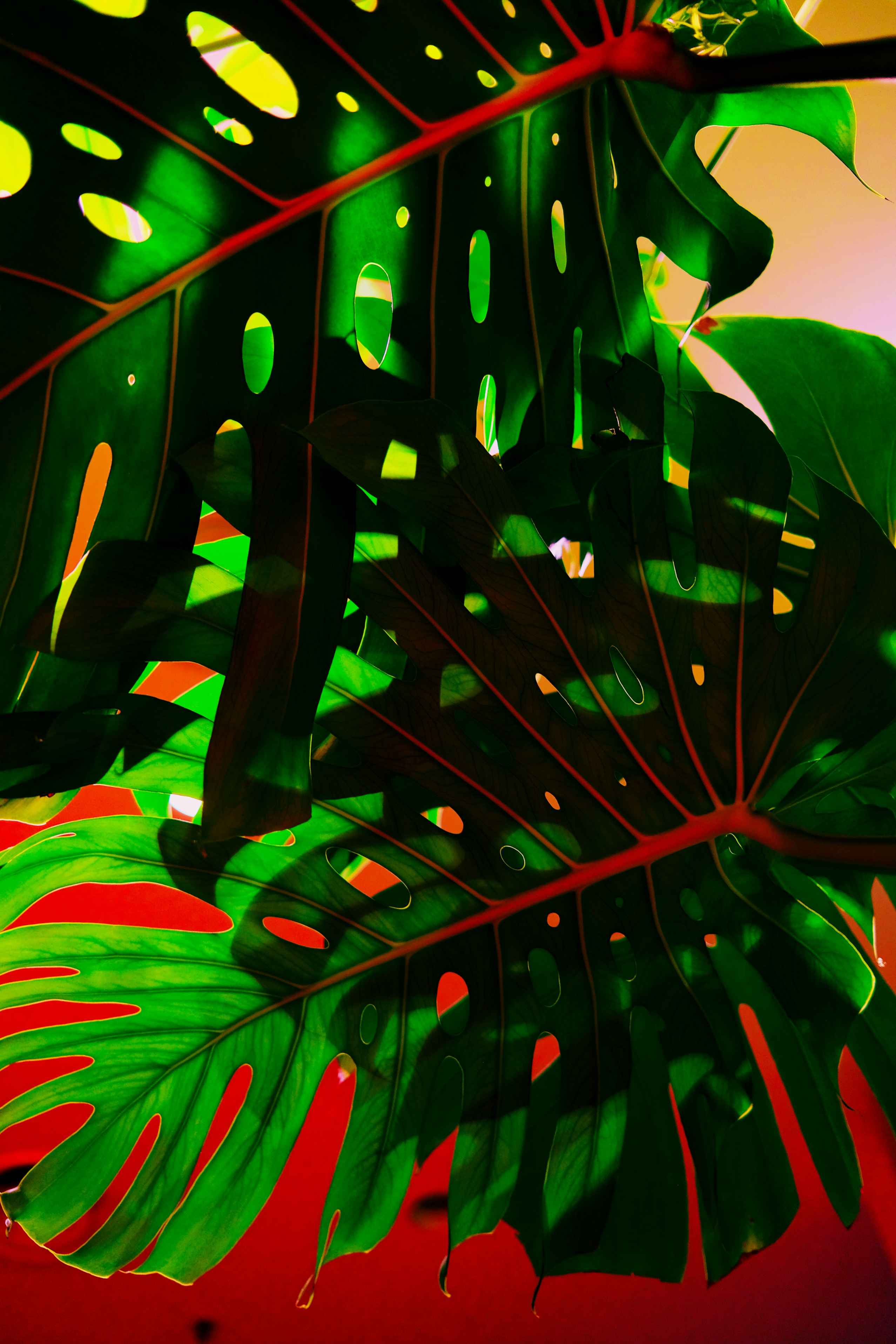 Modernismo tropical - detalle 1