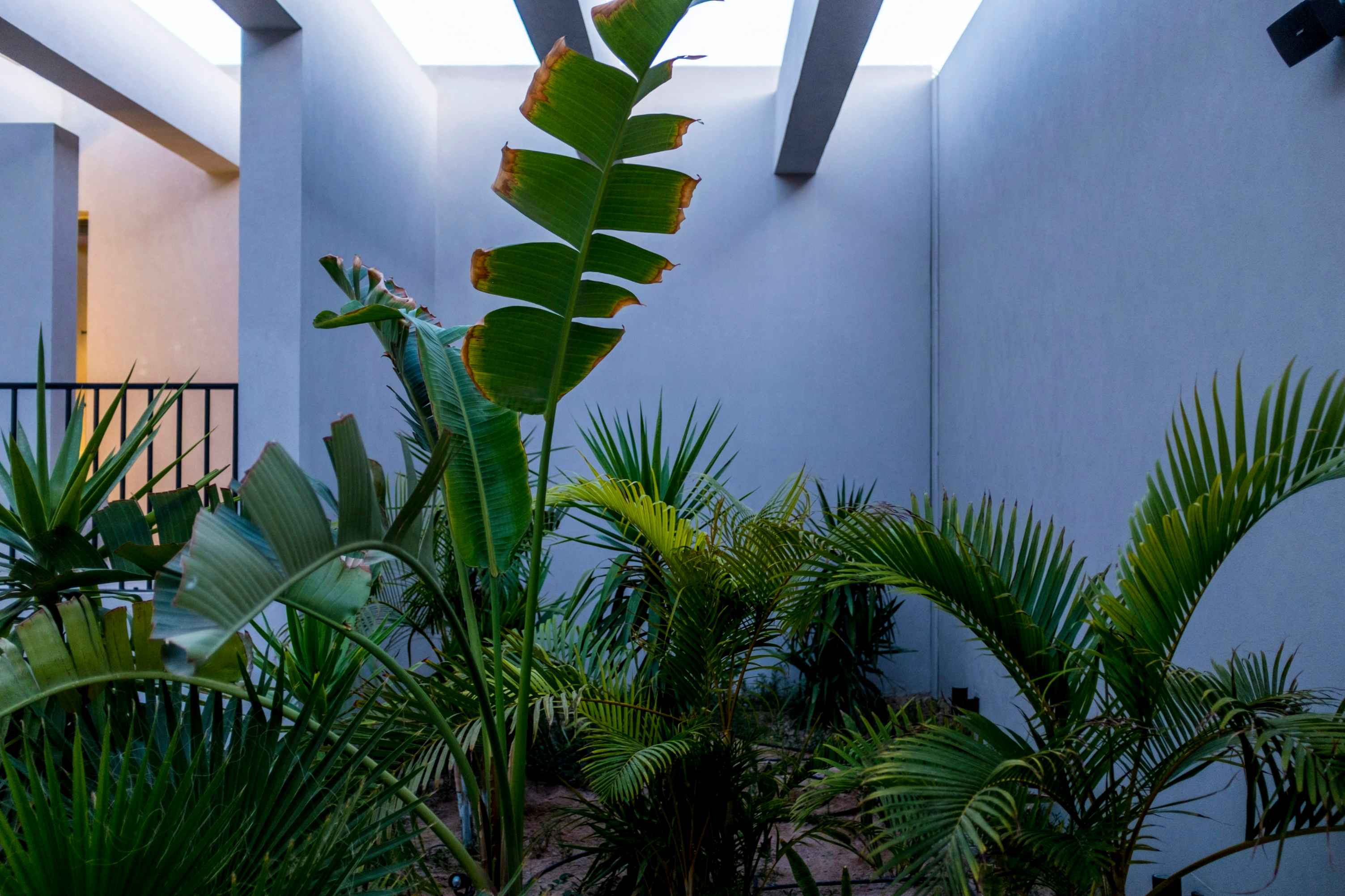 Modernismo tropical - detalle 2